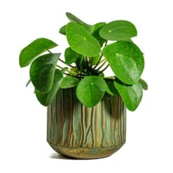 Pilea Peperomioides - Chinese Money Plant -HousePlants Shop Pilea peperomioides Chinese Money Plant Caro Metal Plant Pots Set of 6 Copper Green