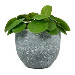 Pilea Peperomioides - Chinese Money Plant -HousePlants Shop Pilea peperomioides Chinese Money Plant Karlijn Plant Pot Anthracite 54639b3d c8be 47df 9d9b 12385c46e994