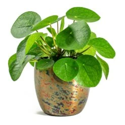 Pilea Peperomioides - Chinese Money Plant -HousePlants Shop Pilea peperomioides Chinese Money Plant Kian Metal Plant Pots Set of 3 Sky Burn