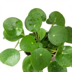 Pilea Peperomioides - Chinese Money Plant -HousePlants Shop Pilea peperomioides Chinese Money Plant Leaves