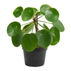 Pilea Peperomioides - Chinese Money Plant -HousePlants Shop Pilea peperomioides Chinese Money Plant Stemmed
