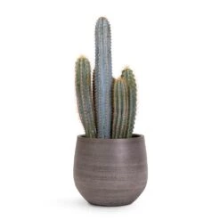 Pilocereus Pachycladus Azureus - Blue Columnar Cactus -HousePlants Shop Pilocereus pachycladus Blue Column Cactus 17x30cm Esra Plant Pot Mystic Grey 22x20cm