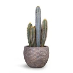 Pilocereus Pachycladus Azureus - Blue Columnar Cactus -HousePlants Shop Pilocereus pachycladus Blue Column Cactus 17x30cm Fay Plant Pot Blue Gold 24x19cm