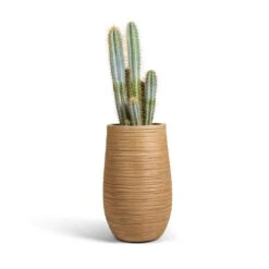 Dune Partner Planter - Almond 24 Dune Partner Planter - Almond -HousePlants Shop Pilocereus pachycladus azureus Blue Columnar Cactus 17x60cm Dune Partner Planter Almond 25x40cm