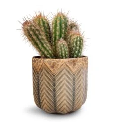 Pilosocereus Gounellei - Xique-Xique Cactus -HousePlants Shop Pilosocereus gounellei Xique Xique Cactus 10.5x15cm Cecil Plant Pot Taupe 13x12cm