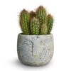 Pilosocereus Gounellei - Xique-Xique Cactus -HousePlants Shop Pilosocereus gounellei Xique Xique Cactus 10.5x15cm Head Plant Pot Cement 14x11cm