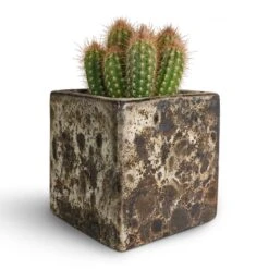 Lava Cube Relic Planter - Black -HousePlants Shop Pilosocereus gounellei Xique Xique Cactus 10.5x15cm Lava Cube Relic Planter Black 16x16x16cm be595036 bbab 4305 9fc9 ce8ff94ec716