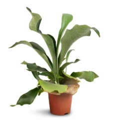 Platycerium Bifurcatum - Common Staghorn Fern -HousePlants Shop Platycerium Bifurcatum Common Staghorn Fern 12x40cm 1