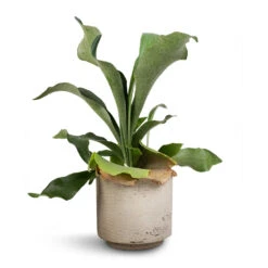 Novi Plant Pot - Grey Washed 14 Novi Plant Pot - Grey Washed -HousePlants Shop Platycerium Bifurcatum Common Staghorn Fern 12x40cm Novi Plant Pot Grey Washed 15x13.5cm d1acab64 28ab 4fe9 bc85 8a192ddea653