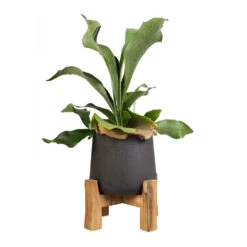 Patt Plant Pot - Low Stand - Black Washed -HousePlants Shop Platycerium Bifurcatum Common Staghorn Fern 12x40cm Patt Plant Pot Low Stand Black Washed 21x20cm 1 5e6172b0 8676 4520 84d6 aaf8dfd59d0c