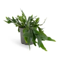 Platycerium Bifurcatum - Common Staghorn Fern -HousePlants Shop Platycerium Bifurcatum Common Staghorn Fern 17x35cm