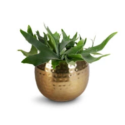 Platycerium Bifurcatum - Common Staghorn Fern -HousePlants Shop Platycerium Bifurcatum Common Staghorn Fern 17x35cm Kody Metal Pant Pots Set3