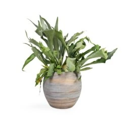 Platycerium Bifurcatum - Common Staghorn Fern -HousePlants Shop Platycerium bifurcatum Common Staghorn Fern 17x35cm Dex Plant Pot Earth 28x25cm 82a9101b 42fb 4cfb a527 dfa04d738e75