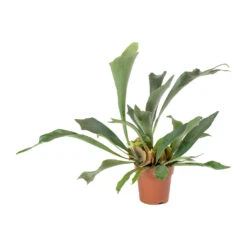 Platycerium Bifurcatum - Common Staghorn Fern -HousePlants Shop Platycerium bifurcatum Common Staghorn Fern