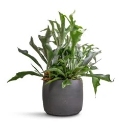 Mini Valerie Plant Pot - Black Washed 17 Mini Valerie Plant Pot - Black Washed -HousePlants Shop Platycerium bifurcatum Common Staghorn Fern 26x60cm Mini Valerie Plant Pot Black Washed 36x28cm 71483ff2 50cd 470a 8b60 e34bb15bdf7e