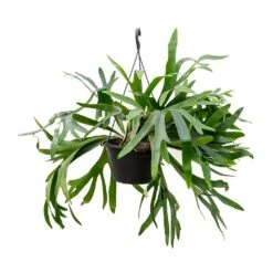 Platycerium Bifurcatum - Common Staghorn Fern -HousePlants Shop Platycerium bifurcatum Common Staghorn Fern 28x60cm