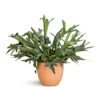 Platycerium Bifurcatum - Common Staghorn Fern -HousePlants Shop Platycerium bifurcatum Common Staghorn Fern 28x60cm Terracotta Plant Pot 38x33cm 2 34b4fed4 82fc 4d14 93b7 7c229c574a41