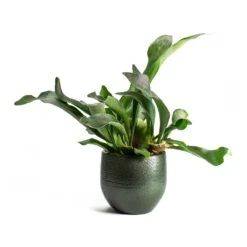Zembla Plant Pot - Green -HousePlants Shop Platycerium bifurcatum Common Staghorn Fern Zembla Plant Pot