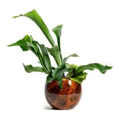 Platycerium Bifurcatum - Common Staghorn Fern -HousePlants Shop Platycerium bifurcatum Common Staghorn Fern kae cayenne plant pot