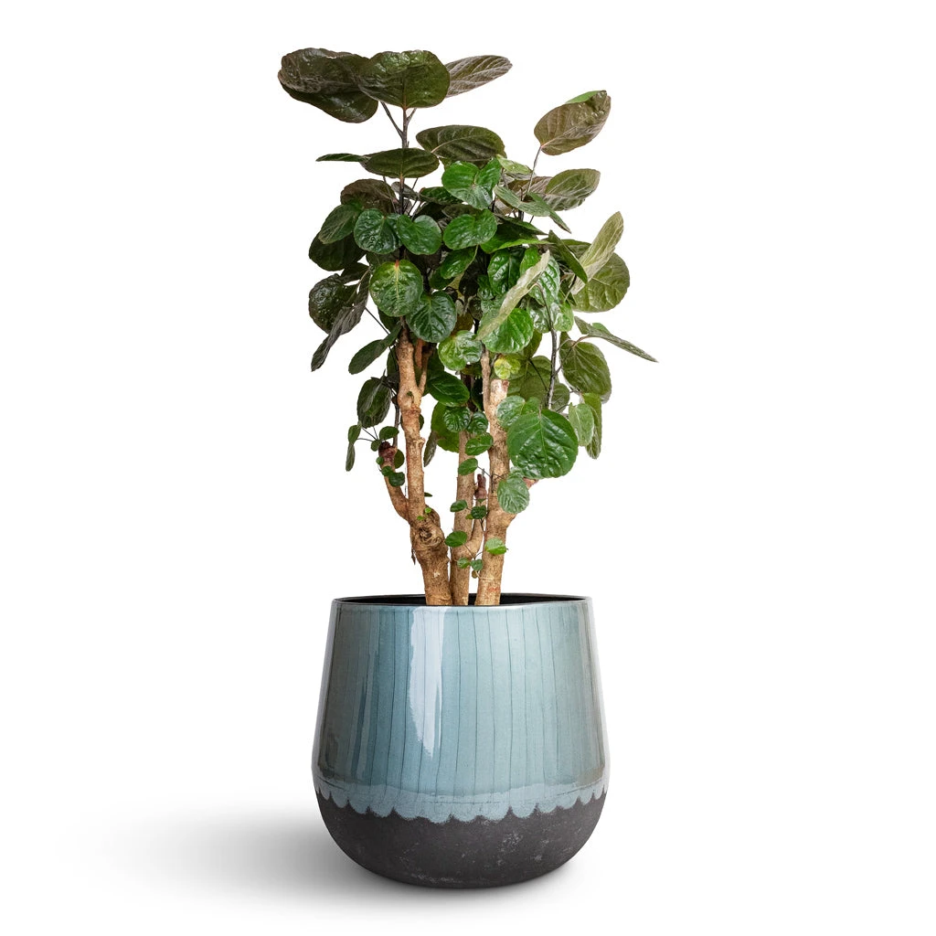 Ninthe Metal Plant Pot - Metallic Petrol 11 Ninthe Metal Plant Pot - Metallic Petrol - Image 9