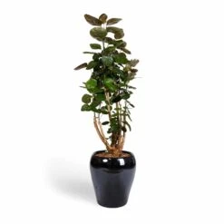 Amora Plant Pot - Anthracite Mirror -HousePlants Shop Polyscias Fabian Aralia Fabian 24x80cm Amora Plant Pot Anthracite Mirror 32x32cm d104f55d d24a 4113 b257 cab4f18fc4c7