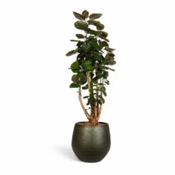 Noor Plant Pot - Velvet Green -HousePlants Shop Polyscias Fabian Aralia Fabian 24x80cm Noor Plant Pot Velvet Green 33x30cm 3047308d 55b3 48d4 bd42 3850060f8f0f