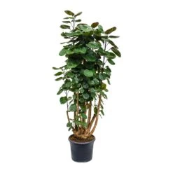 Polyscias Fabian - Aralia Fabian 30 Polyscias Fabian - Aralia Fabian -HousePlants Shop Polyscias Fabian Aralia Fabian 29x115cm