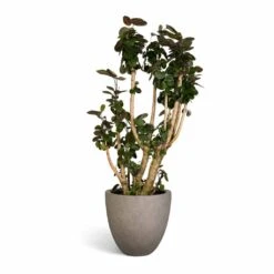 Polyscias Fabian - Aralia Fabian 26 Polyscias Fabian - Aralia Fabian -HousePlants Shop Polyscias Fabian Aralia Fabian 30x140cm Grigio Egg Pot Planter Natural Concrete 40x36cm