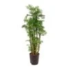 Polyscias Ming - Aralia - HydroCare -HousePlants Shop Polyscias Ming Aralia Hydroculture Indoor Plant