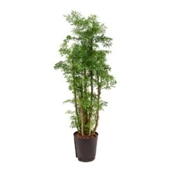 Polyscias Ming - Aralia - HydroCare