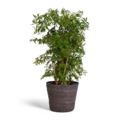 Polyscias Ming - Aralia Ming 19 Polyscias Ming - Aralia Ming -HousePlants Shop Polyscias Ming Aralia Ming 19x60cm Igmar Plant Basket Grey 22x19cm