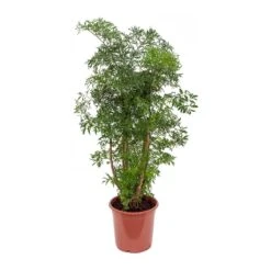 Polyscias Ming - Aralia Ming 24 Polyscias Ming - Aralia Ming -HousePlants Shop Polyscias Ming Aralia Ming 21x80cm