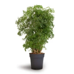 Polyscias Ming - Aralia Ming 23 Polyscias Ming - Aralia Ming -HousePlants Shop Polyscias Ming Aralia Ming 24x80cm