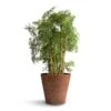 Polyscias Ming - Aralia Ming -HousePlants Shop Polyscias Ming Aralia Ming 24x80cm Claire Artstone Plant Pot Oak 32x29cm