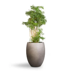 Grigio Tall Balloon Planter - Natural Concrete -HousePlants Shop Polyscias Ming Aralia Ming 24x80cm Grigio Tall Balloon Planter Natural Concrete 40x50cm 1 c61e6f54 217e 409c a403 f5ac0358c30e