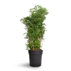 Polyscias Ming - Aralia Ming 25 Polyscias Ming - Aralia Ming -HousePlants Shop Polyscias Ming Aralia Ming 24x80cm 2