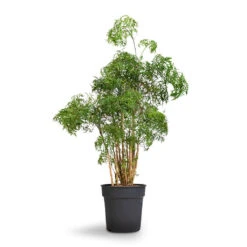 Polyscias Ming - Aralia Ming 21 Polyscias Ming - Aralia Ming -HousePlants Shop Polyscias Ming Aralia Ming 27x90cm