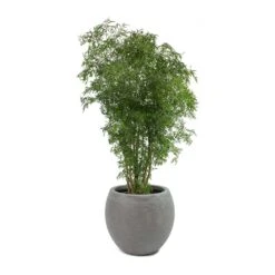 Abby Ball Plant Pot - Ridged Dark Grey -HousePlants Shop Polyscias Ming Aralia Ming Abby Plant Pot bb1d37f9 0bc3 42e1 a22b 28e1495cd3aa