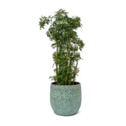 Polyscias Ming - Aralia Ming 30 Polyscias Ming - Aralia Ming -HousePlants Shop Polyscias Ming Aralia Ming Evi Plant Pot Antique Bronze