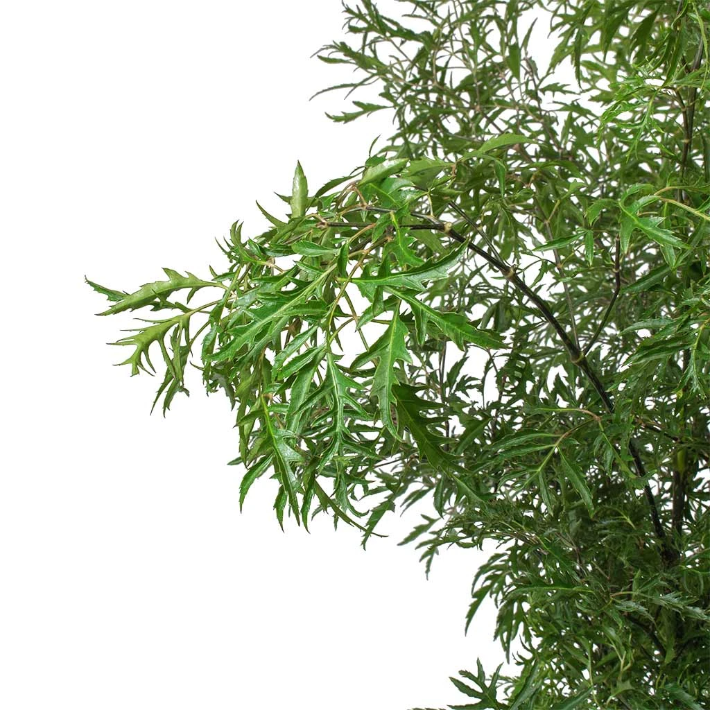 Polyscias Ming - Aralia Ming 4 Polyscias Ming - Aralia Ming - Image 2