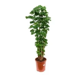 Polyscias Roble - Aralia Roble 8 Polyscias Roble - Aralia Roble -HousePlants Shop Polyscias Roble Aralia Roble 27x100cm