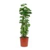 Polyscias Roble - Aralia Roble -HousePlants Shop Polyscias Roble Aralia Roble c9b5970c a6b0 4a9c a06d f3f012c4490f