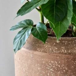 Polystone Coated Plain Coppa Planter - Rock -HousePlants Shop Polystone Coated Plain Coppa Planter Rock 4