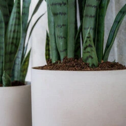 Puk Refined Planter - Natural White -HousePlants Shop Puk Refined Planter Natural White Lifestyle 002