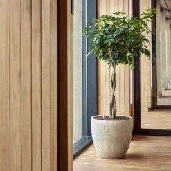 Raindrop Egg Planter - Stone -HousePlants Shop Raindrop Couple Stone