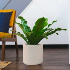 Raindrop Round Planter - Stone -HousePlants Shop Raindrop Round Planter Stone Indoor Plant