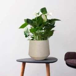 Raindrop Tube Round Planter - Stone -HousePlants Shop Raindrop Tube Round Planter Stone Indoor Plant