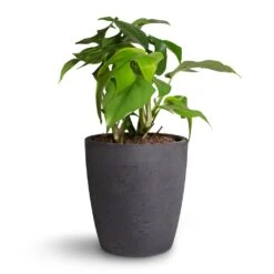 Gerben Plant Pot - Black Washed 20 Gerben Plant Pot - Black Washed -HousePlants Shop Rhaphidophora tetrasperma Monstera minima 12x25cm Gerben Plant Pot Black Washed 15x16cm 736e19be d79b 48b4 81f3 df461d50577d