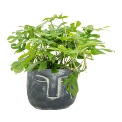 Rhaphidophora Tetrasperma - Monstera Minima 41 Rhaphidophora Tetrasperma - Monstera Minima -HousePlants Shop Rhaphidophora tetrasperma Monstera minima Head Plant Pot Anthracite 8c88891d 357f 4ddc a8cf 77742ff4d43f