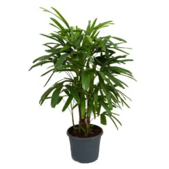 Rhapis Excelsa - Lady Palm -HousePlants Shop Rhapis excelsa Lady Palm 100cm